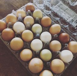 Fresh Eggs! 