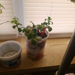 Small Jade Plant 