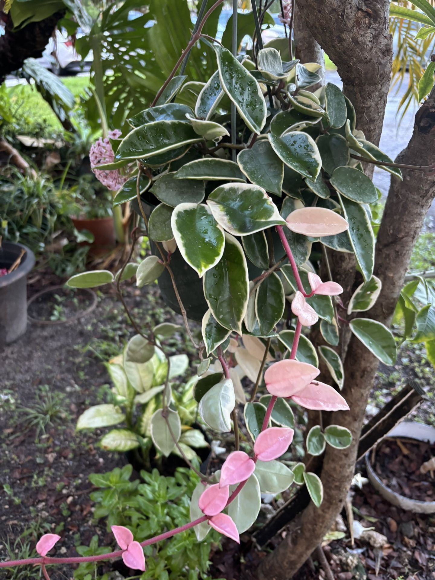 Home & Garden