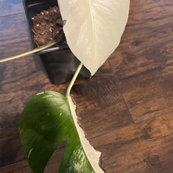 Variegated Monstera Albo Plant (pls Read Description Below)