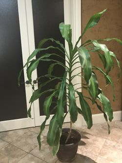 Life plant 67 in tall