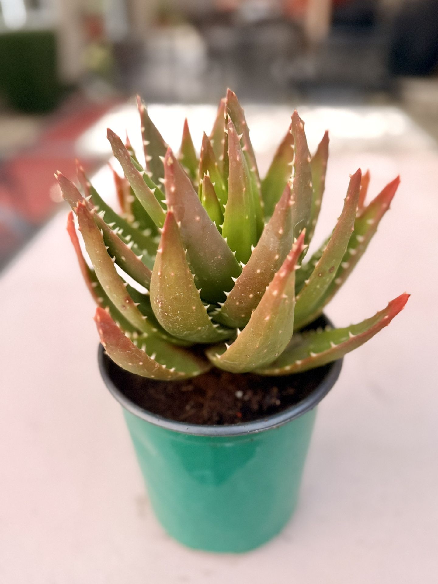 Alligator aloe plant Or Golden Tooth Aloe Plant -1 Gallon Pot