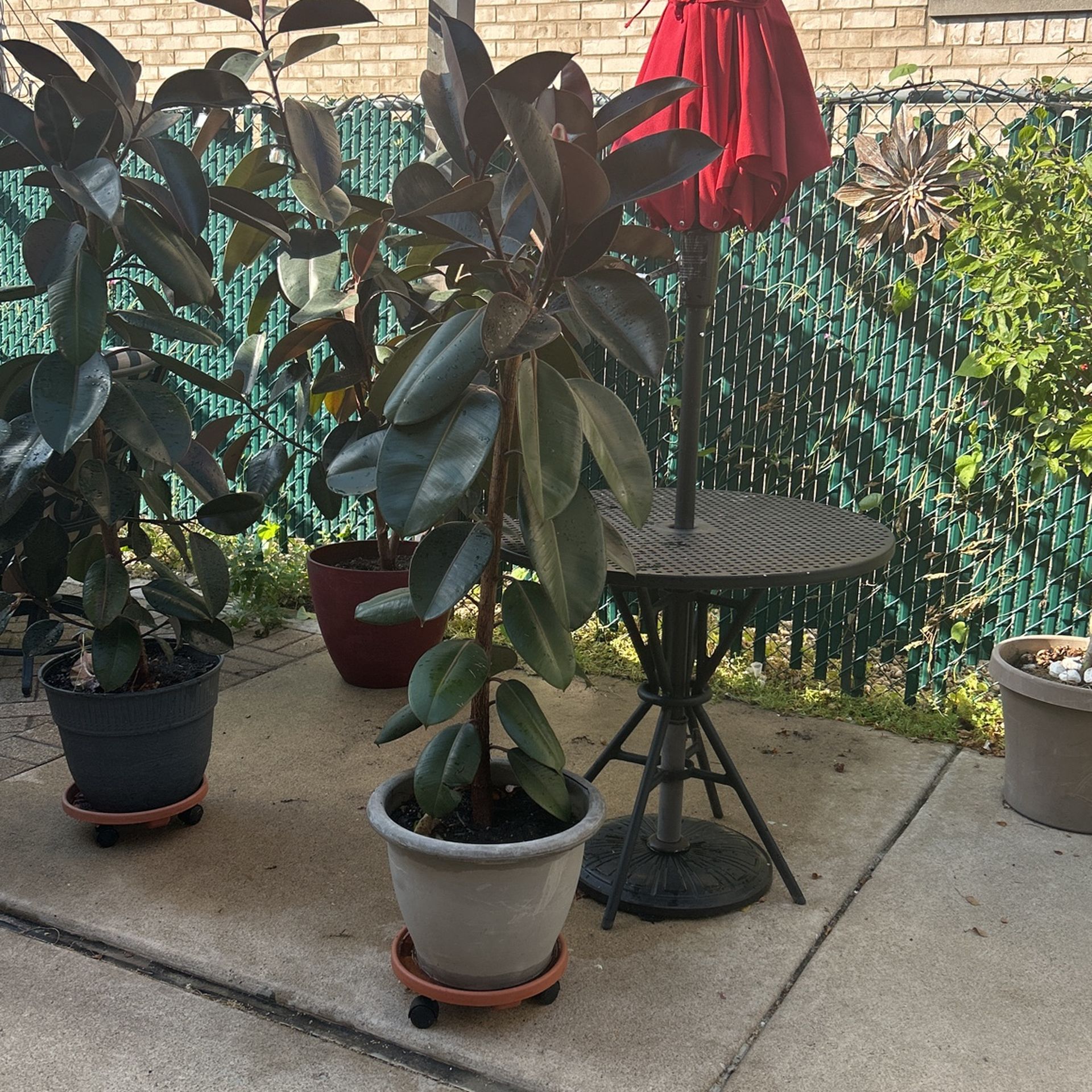 Robert Tree Plant