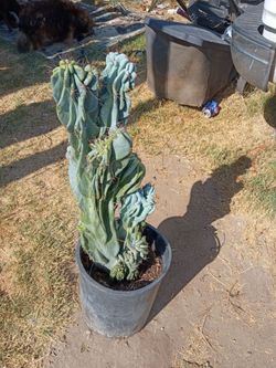 Monstrous Apple cactus plant