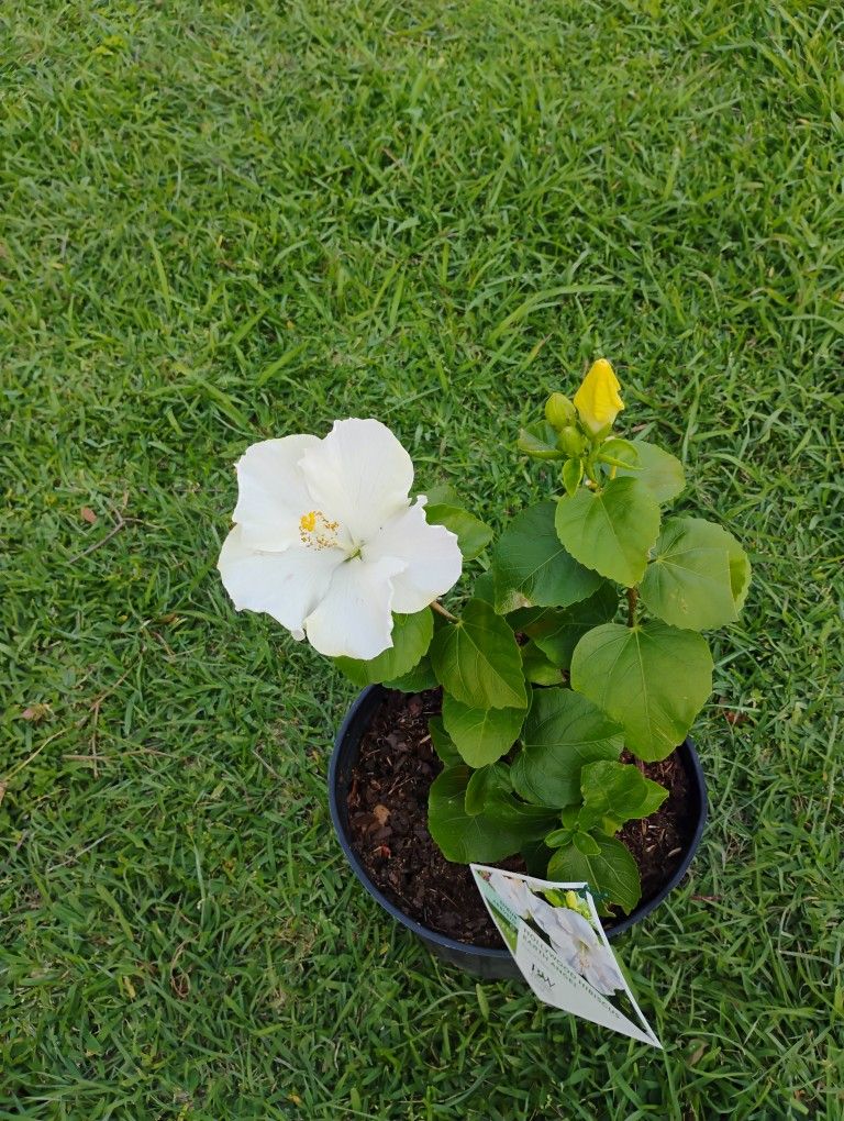 Hibiscus 🌺🌺 Plant