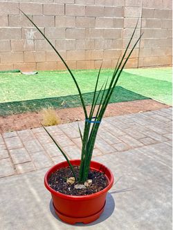 House plants