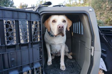 2 Gunner Dog Kennel