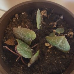 Starter String of Hearts Succulent Plant
