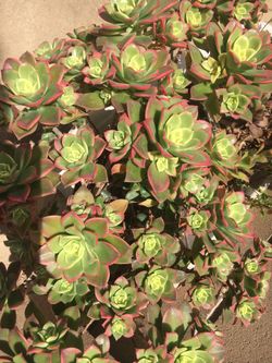 Tricolor Succulent Looks Like Colorful Roses