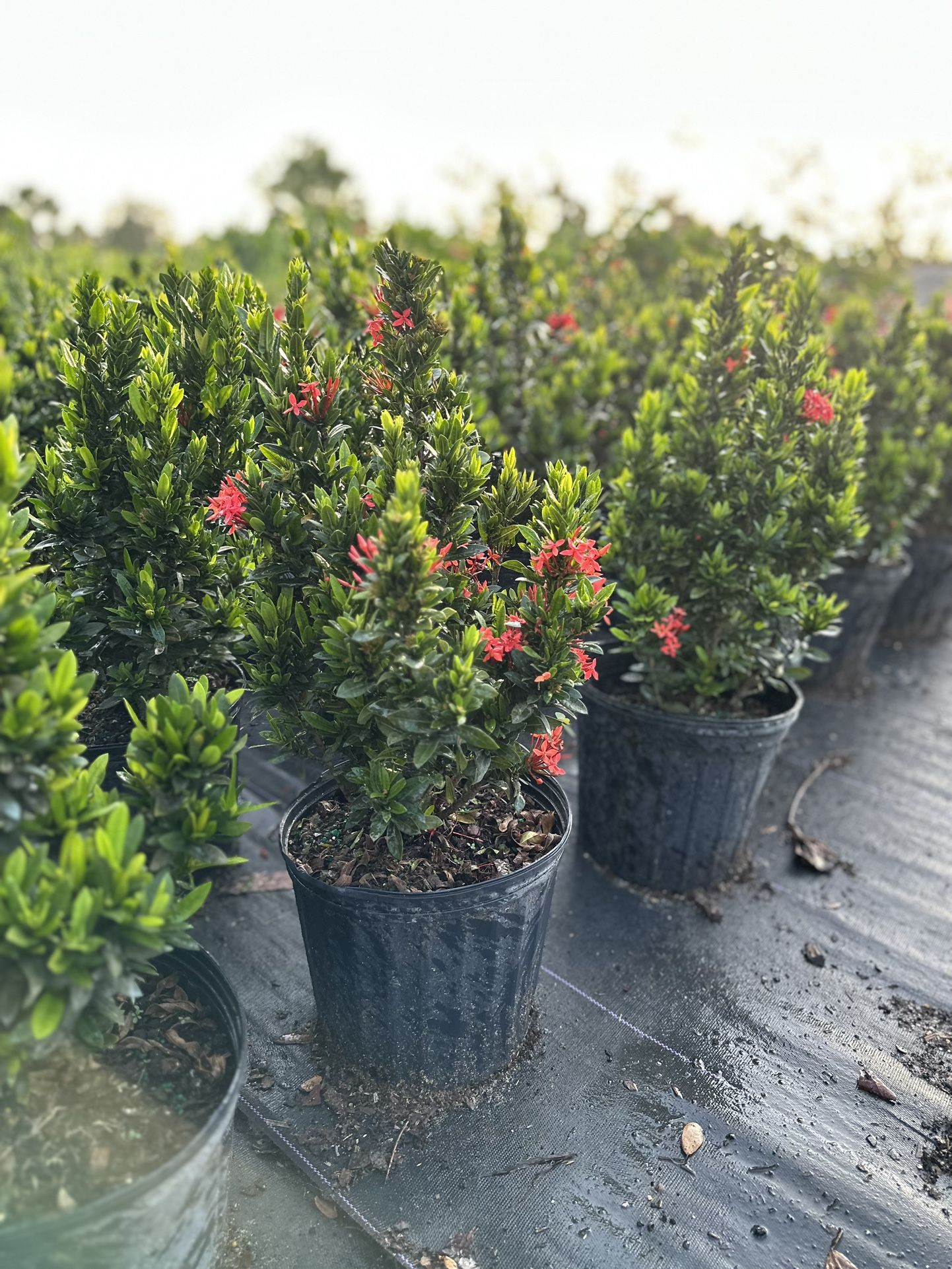 Dwarf Ixora Plants