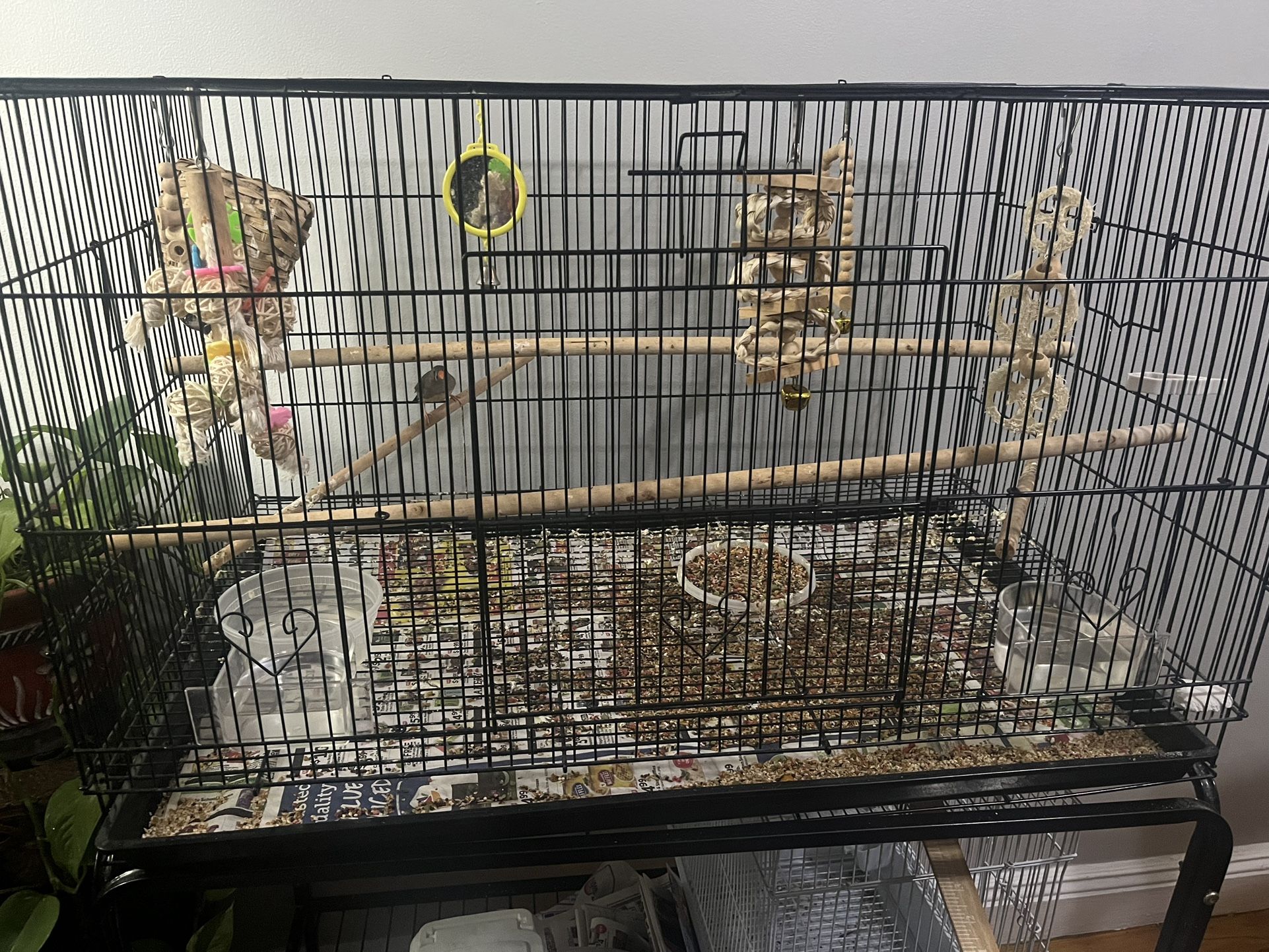 Zebra Finch With Cage and ALL ACCESSORIES