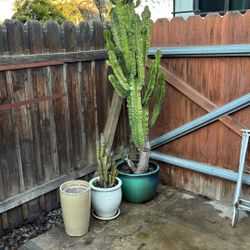 Cactus Plants