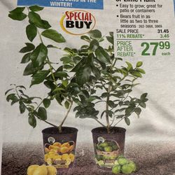 Lemon Plant 🪴 