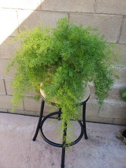 real green plant
