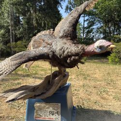 Turkey Taxidermy 