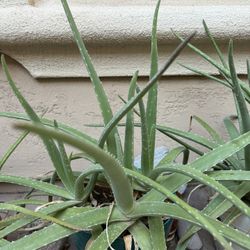 3 Large Aloe