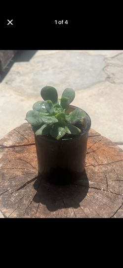 Echeveria Succulent Planter