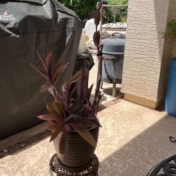 PURPLE   HEART❤️  PLANT