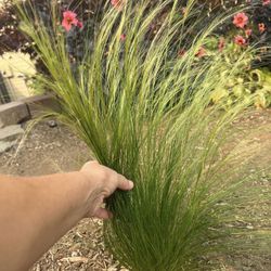 Decorative Grass 