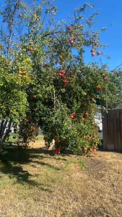 Pomegranates