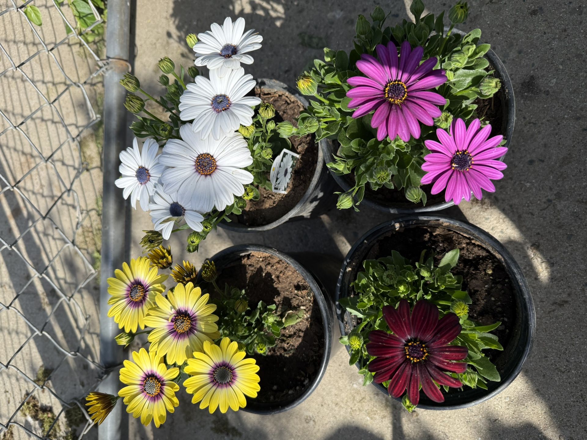 Flower Plant