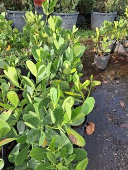 Clusia privacy hedges on sale now $4.50
