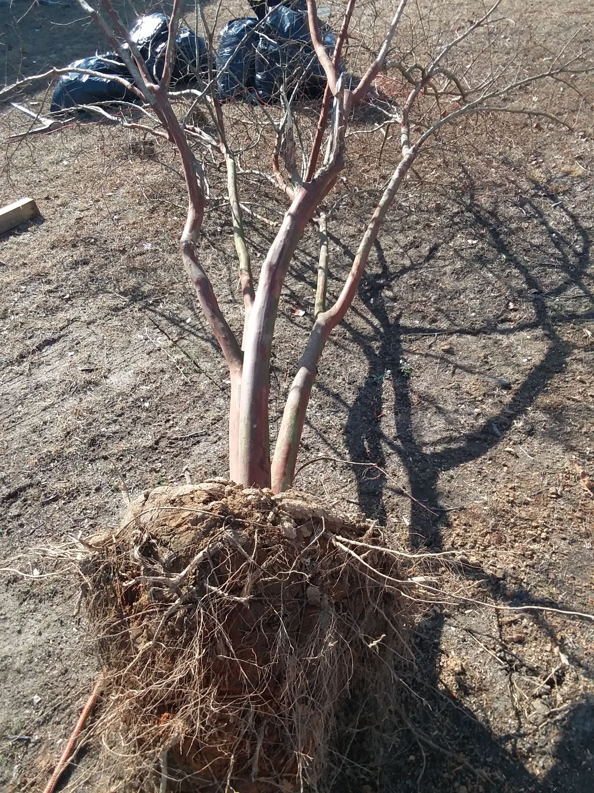 Claymore tree 10ft