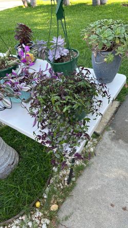 Lindas plantas a 10 o 3por 20