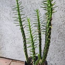 Eve's Pin Cactus