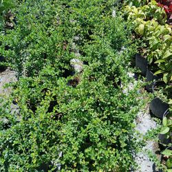 Serissa Hedged Huge Sale Now $6