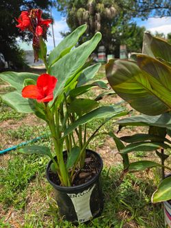 Canna Lily