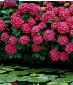 Panicle Hydrangea 3gallones 3ft Tall 