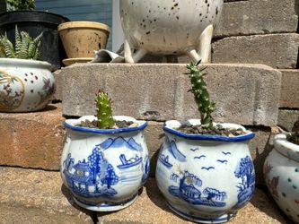 Catus In Porcilen Pot