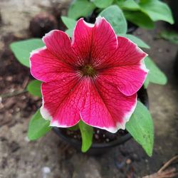 Pink Hula Hoop Petunia Flower Plants! Several Colors Available!