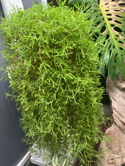 Slender leaf ice plant