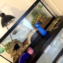 Beautiful Larg Tank All U See An Leopard Lizard 100 Firm 