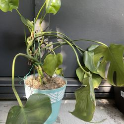 Monstera  Plant In a Decorative Pot