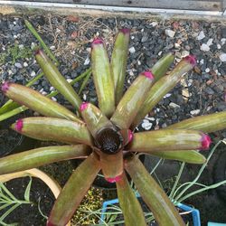 Bromeliad Plants 