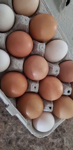 Fresh chicken eggs