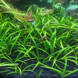 Aquarium Plants for sale