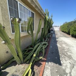Cactus Cutting