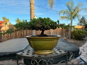 Bonsai Japanese garden Juniper $60 each Bonsai Japanese garden Juniper $60 each