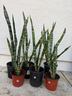 Snake plants, mother-in-law tongue Snake plants, mother-in-law tongue