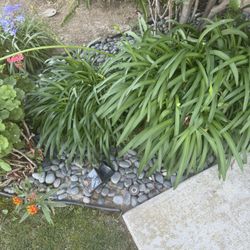 1-3” Mexican Pebble stone FREE  (bring Shovel And Bucket) 