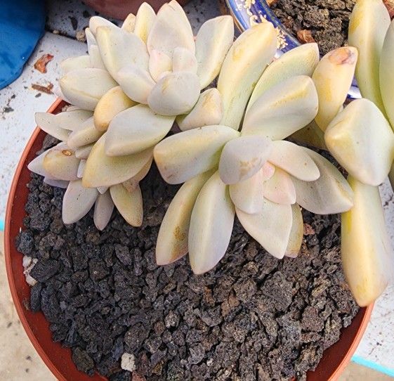 Succulents Plants Crested Ghosty Pick Up In Upland