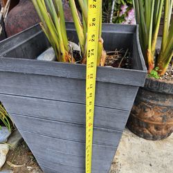 Bird of paradise plant