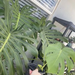 Monstera Plant In Pot 