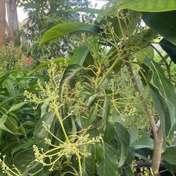 Hash  Avocado Tree. Grafted With Flowers 