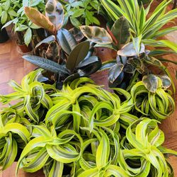 Rare Lemon Lime Tornado Dracaena 6” Nursery pot$20 Each