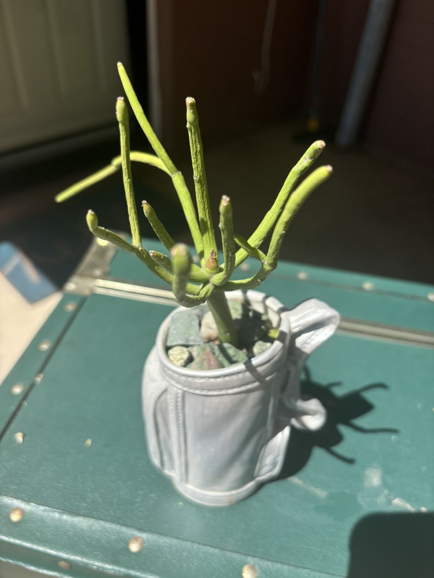 Fire Stick Succulent In Golf Bag